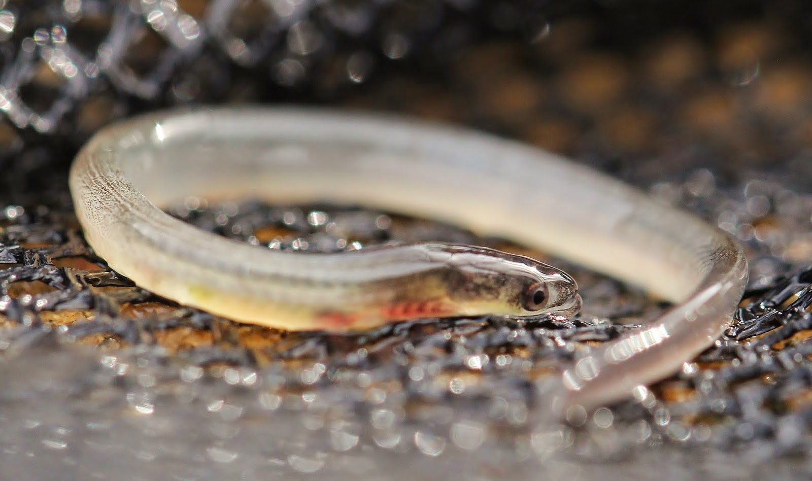 Nature on the Edge of New York City Baby Glass Eels in New York Harbor