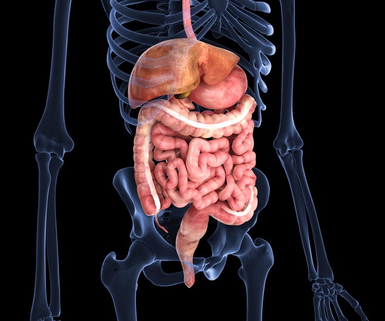 Japoński Motyl Kochaj swoje jelita