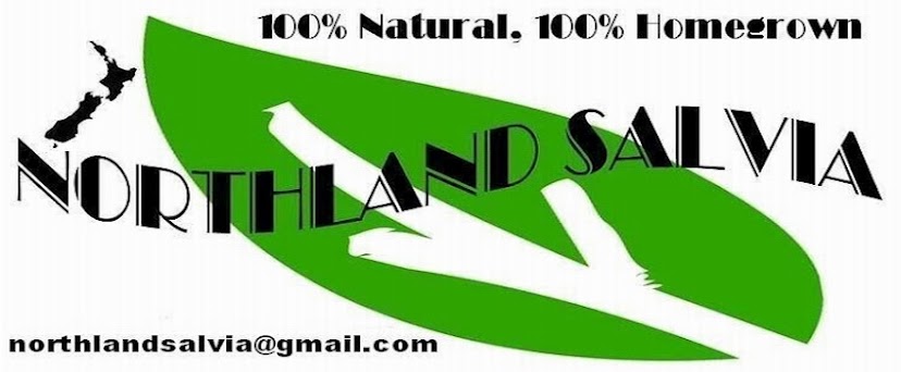Buy Online NorthlandSalvia Salvia divinorum tea New Zealand N.Z,