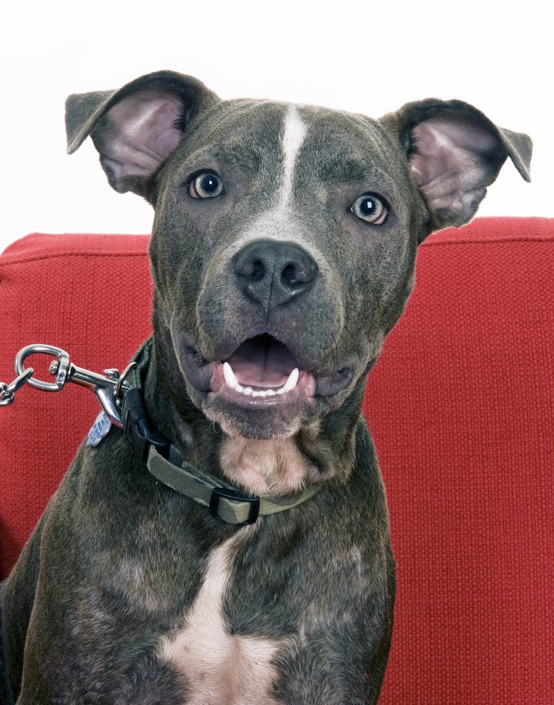 Iron King Kennels Blog Everything You Need to Know about Blue Pitbull