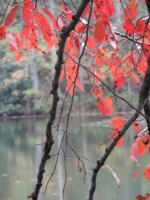 fall