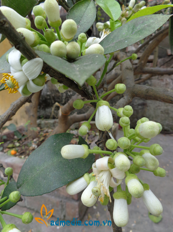 hương hoa bưởi hương hoa bưởi