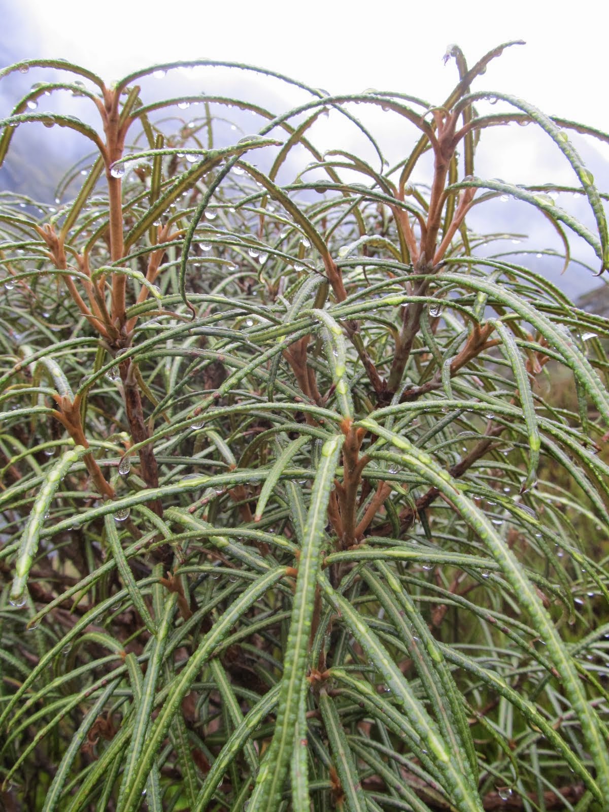 Olearia lacunosa