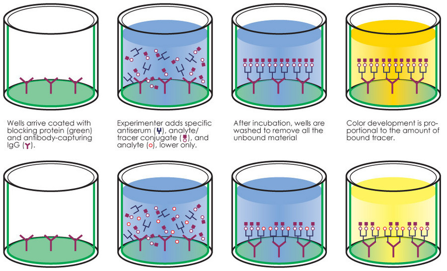 kenya forensics online resource application of elisa in enzyme immunoassay