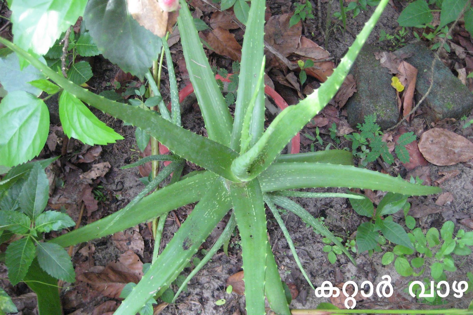 Ayurvedic Medicinal Plants in Kerala