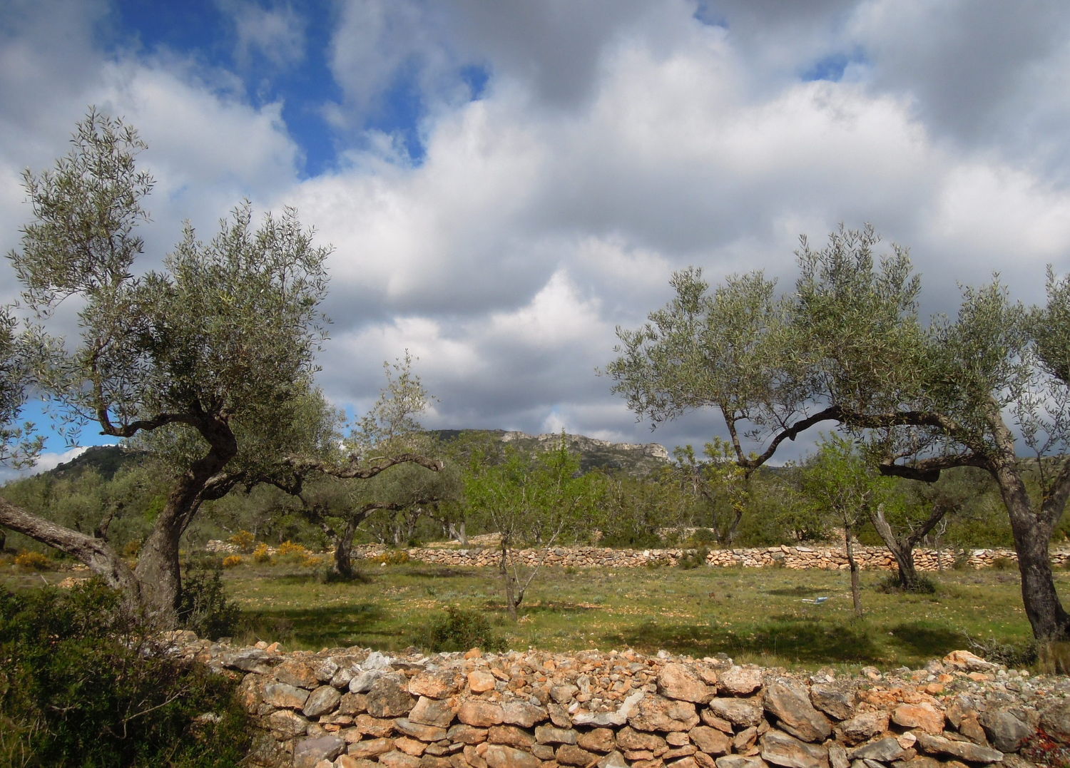 chowgypsy Adventures in the Spanish Coastal Campo