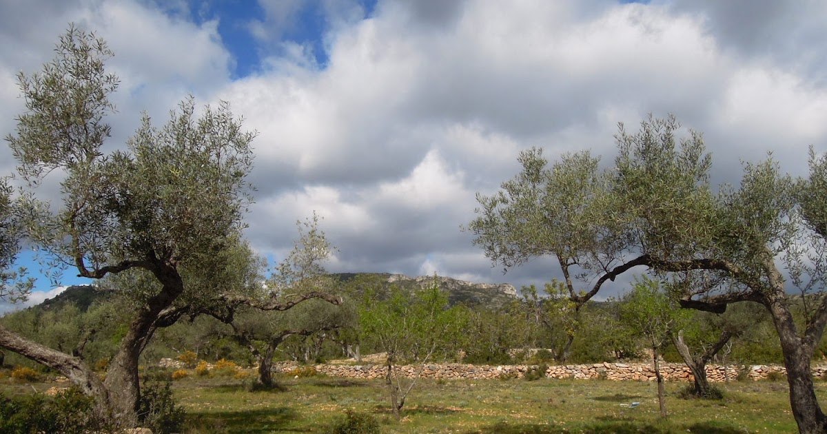 chowgypsy Adventures in the Spanish Coastal Campo