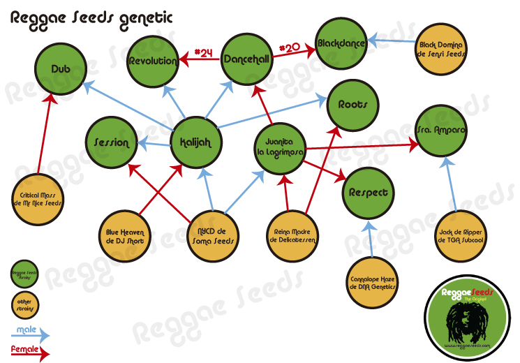 +Reggae+Seeds+genetic.jpg