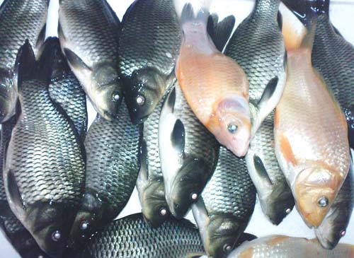 Resep Umpan Ikan Mas Buat Lomba Yang Uh Resep Umpan | resep umpan ikan mas buat lomba yang ampuh resep umpan Resep Umpan Ikan Mas Buat Lomba Yang Uh Resep Umpan | resep umpan ikan mas buat lomba yang ampuh resep umpan