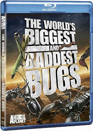 biggest bug-HD