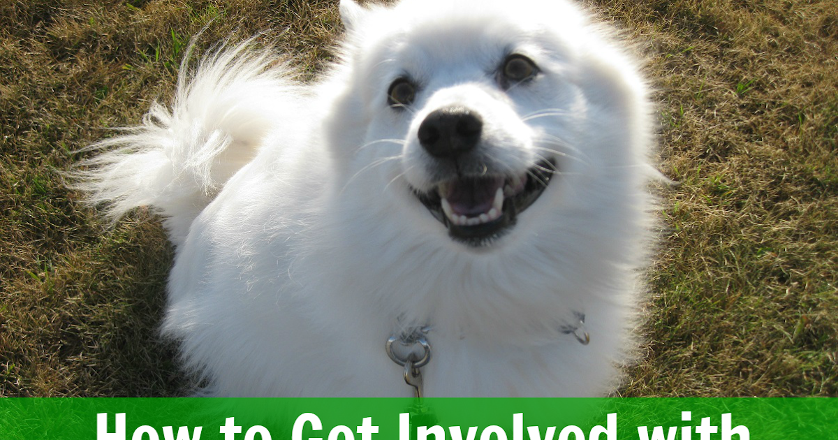 how to foster puppies how to get involved with fostering pawsitively pets how to foster puppies how to get involved with fostering pawsitively pets