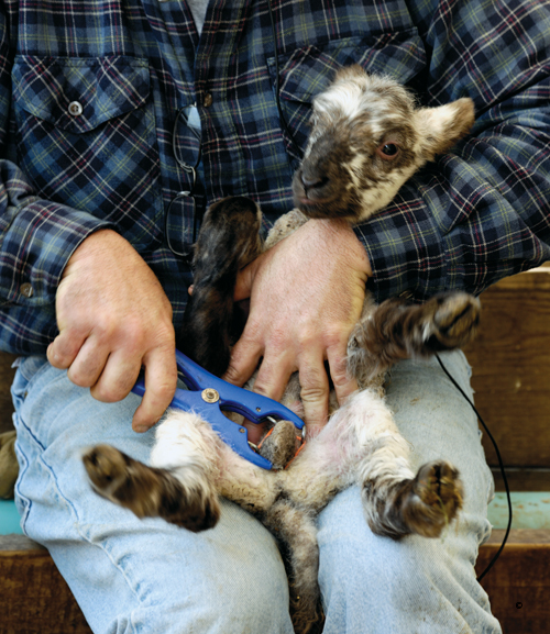 Premier Farm Diary Lambing Supplies