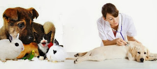 Urgencias veterinarias en Madrid