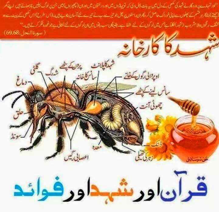 Islam Miracles Qur'an and Benefits of Honey