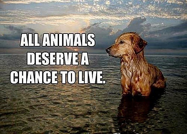 Sve životinje zaslužuju da žive