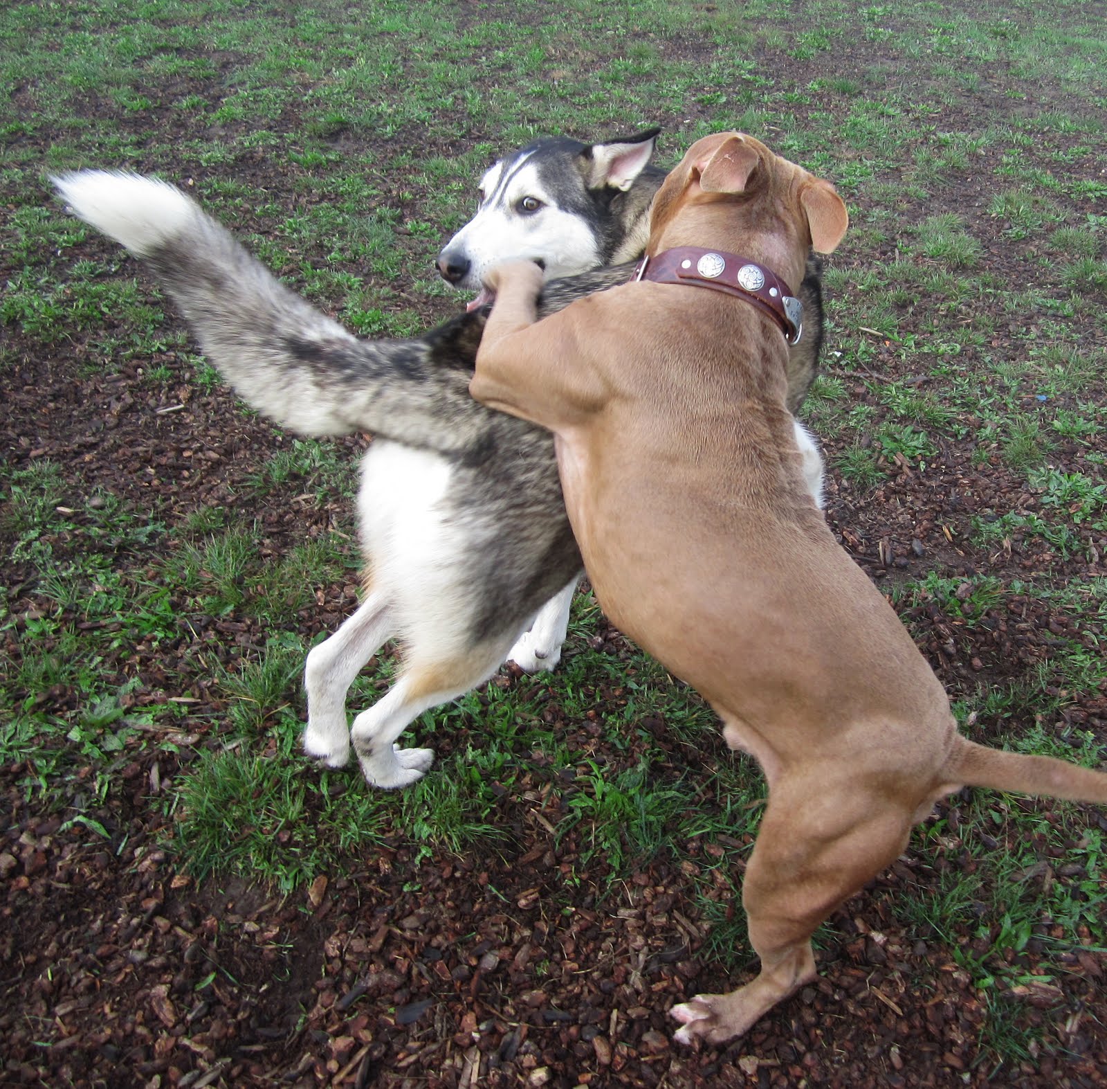 Can A Dogs Heat Start With Humping Can A Dogs Heat Start With Humping