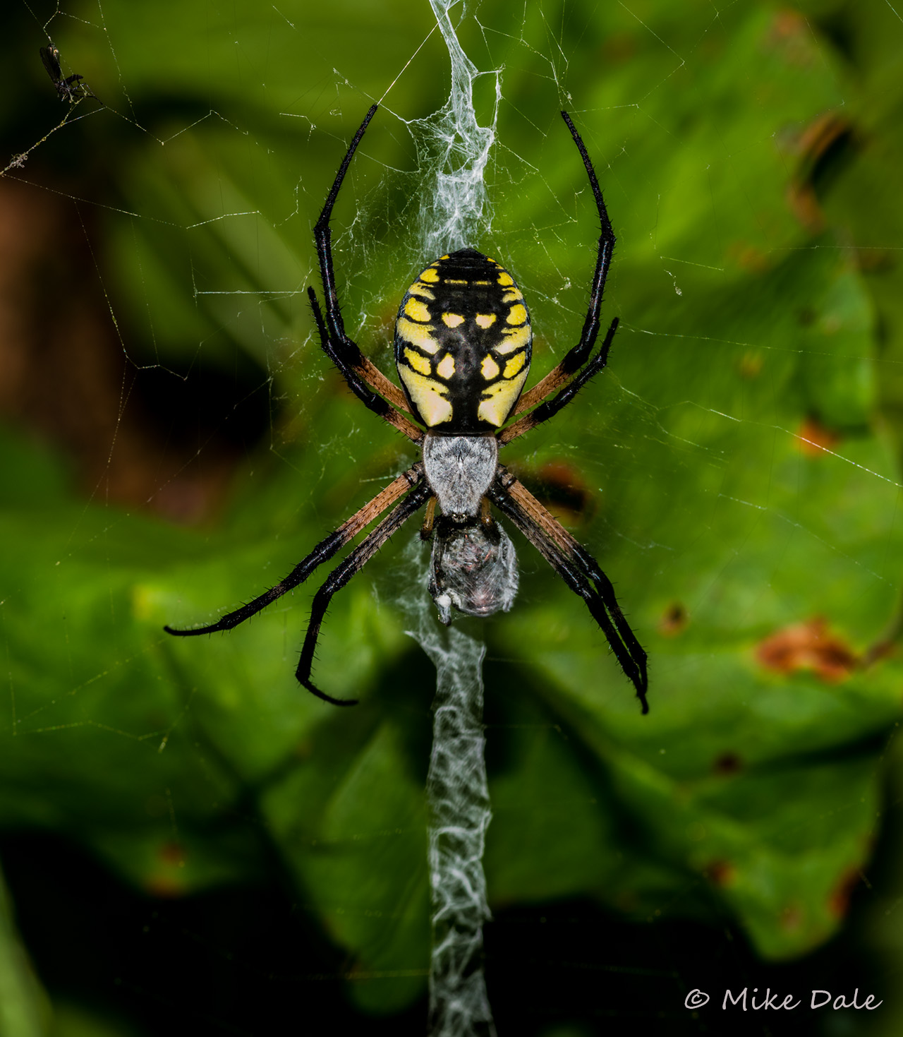 yellow pa garden spiders pennsylvania images yellow pa garden spiders pennsylvania images