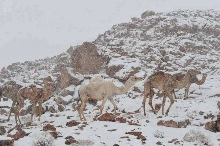Snow Falls In Cairo For The First Time In More Than 100 Years Snow Falls In Cairo For The First Time In More Than 100 Years
