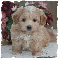havanese puppies for sale in sacramento maltipoo breeders profiles and pictures breeders havanese puppies for sale in sacramento maltipoo breeders profiles and pictures breeders