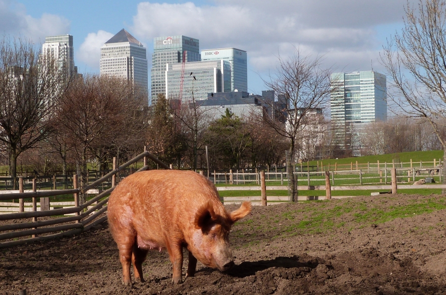 Mudchute Farm