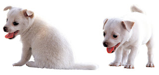why do dogs chase their tails