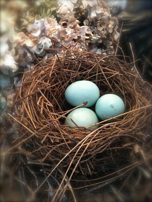 nest blue eggs cottage summer