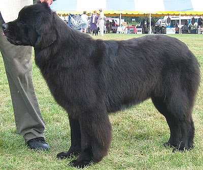 The Newfoundland Dogs Pets Cute And Docile - 400x336 - jpeg Newfoundland Dogs As Pets