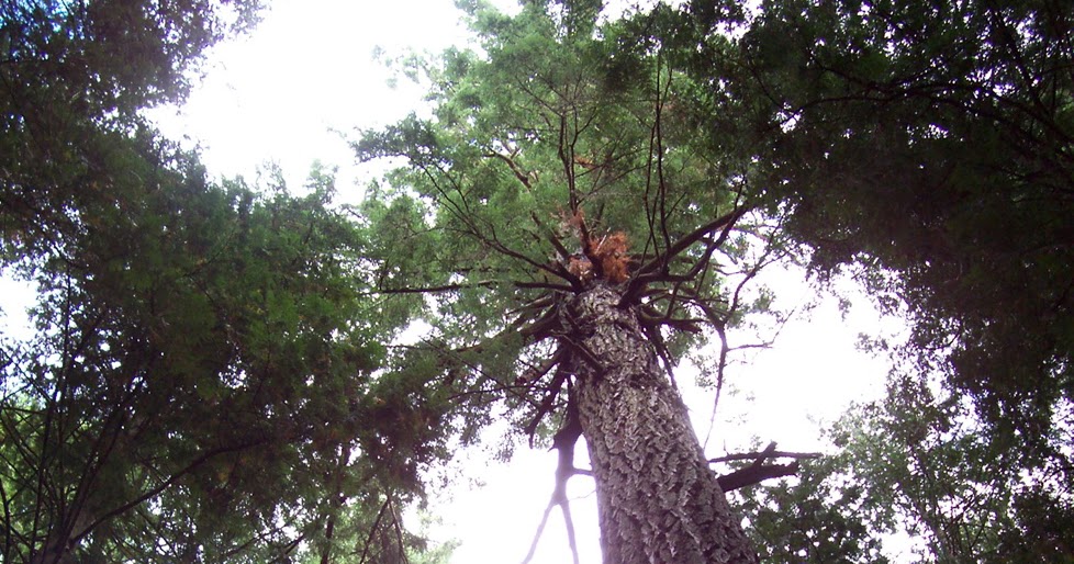 Vancouver Island Big Trees Old Growth Forests