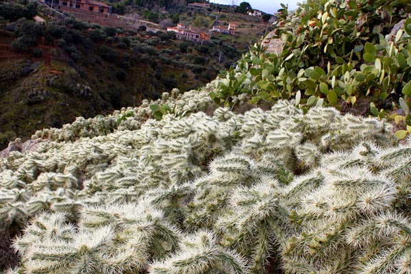 Quien hace las máscaras con el aceite de la jojoba de los cabello