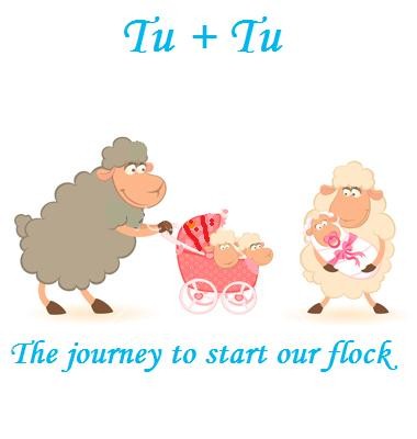 Tu Plus Tu ~ The journey to start our flock