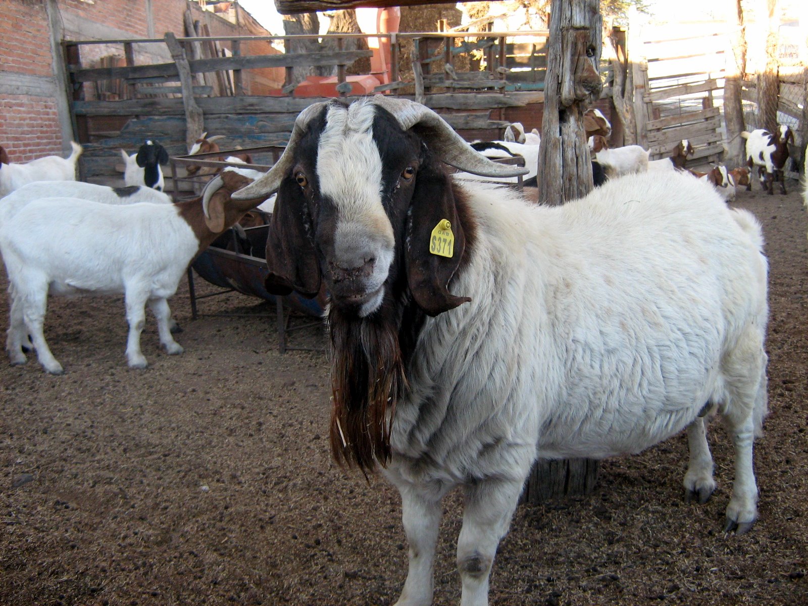 cabras boer
