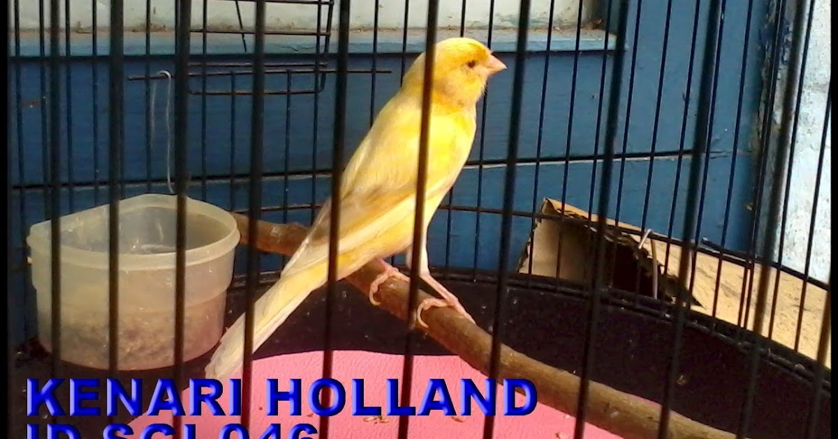Kenari Sgi 046 Kenari Holland Mata Merah