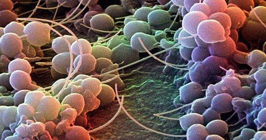 Fungsi Bakteri Yang Terdapat Di Kulit