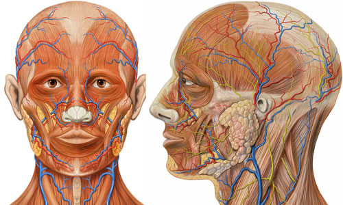 face anatomy