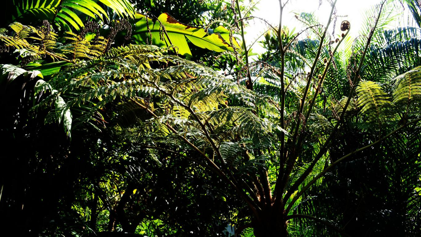 Broad Leaf PLants of Amazon Popcane