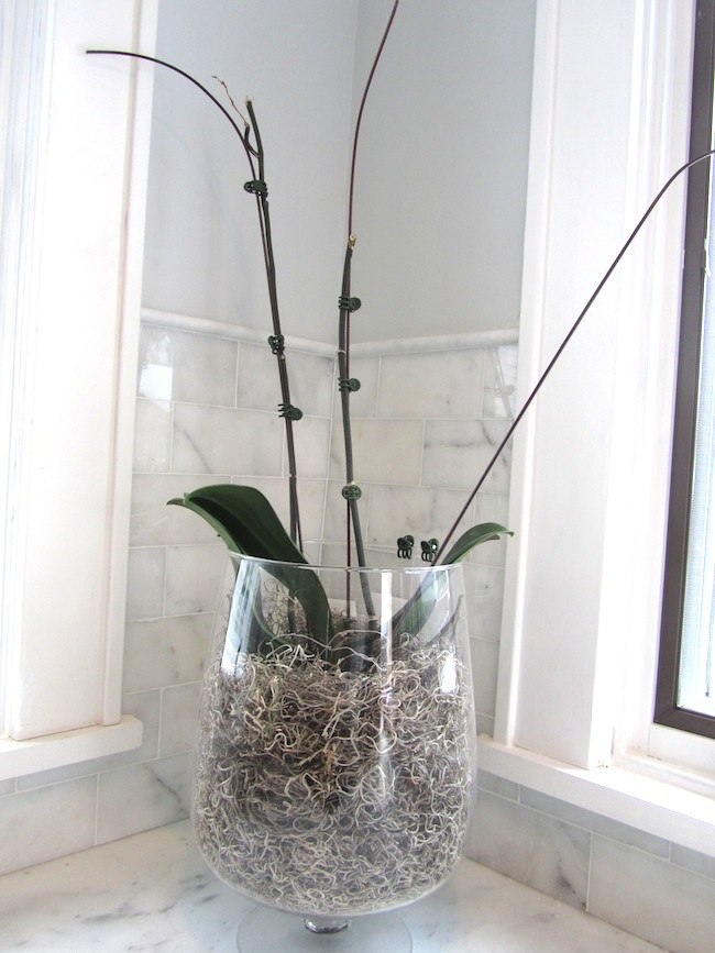 luxe + lillies HOW TO GROW A LOVE FERN [ORCHID]