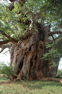 Pohon Baobab, Tampak Seperti Pohon Terbalik