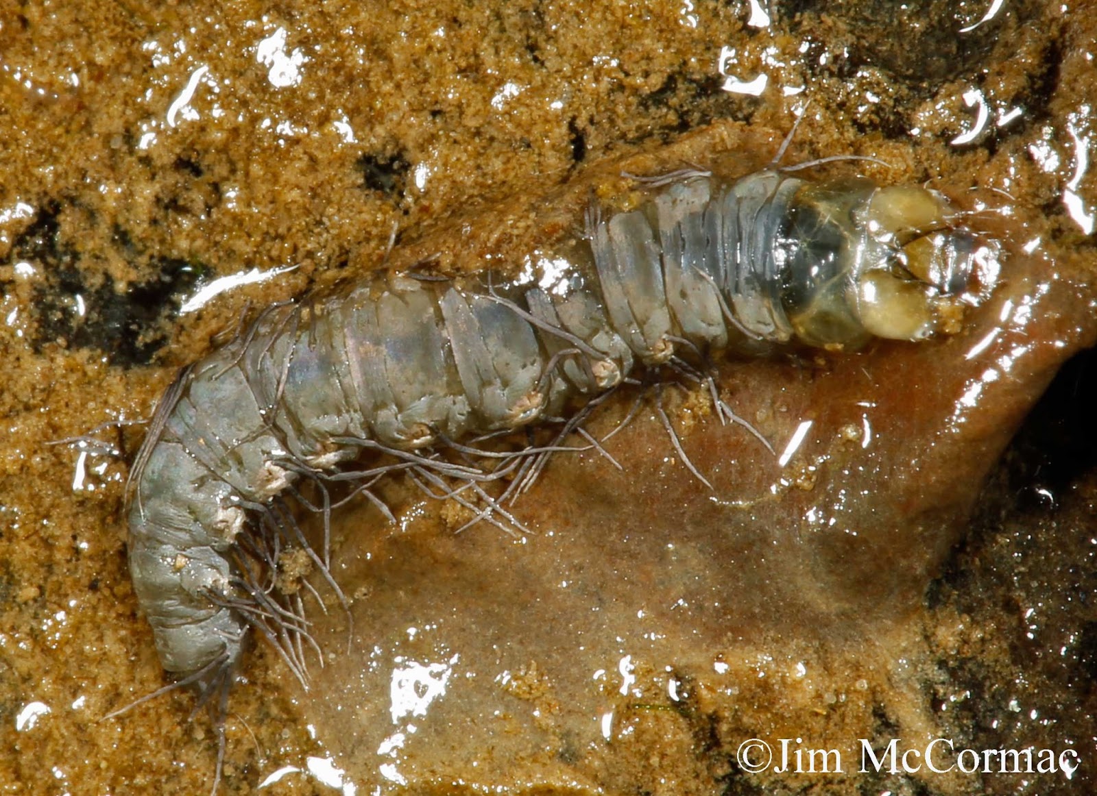 Ohio Birds and Biodiversity An underwater caterpillar!