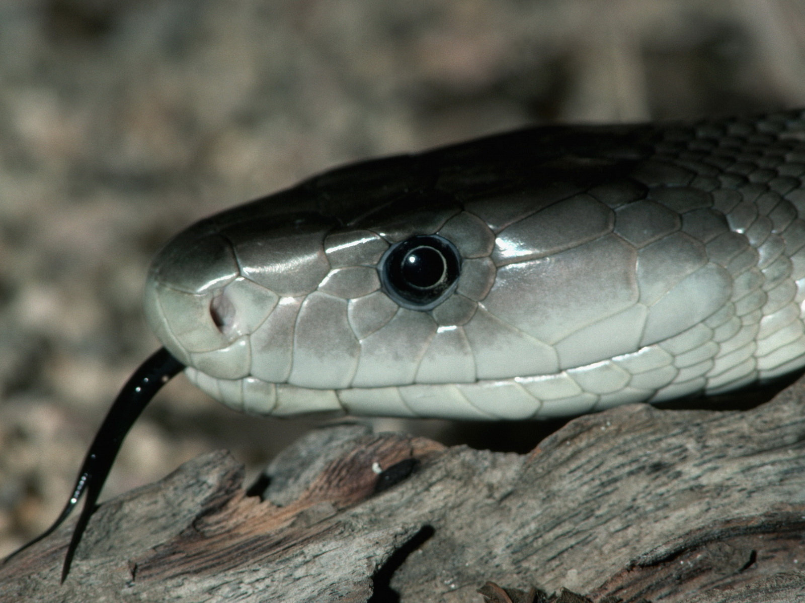 animal zoo life snake pics snakes pics snake pictures animal zoo life snake pics snakes pics snake pictures
