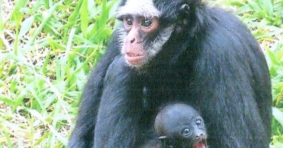 Macaco-aranha Testa Branca – Agência Municipal de Turismo, Eventos