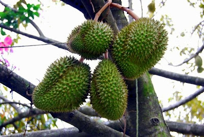 durian fruit in spanish is a plum a fruit durian fruit in spanish is a plum a fruit