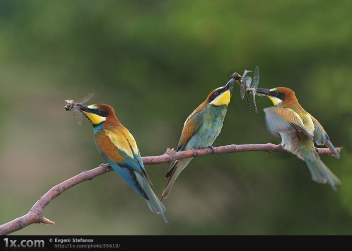 funny image collection bird photography those amazing funny image collection bird photography those amazing