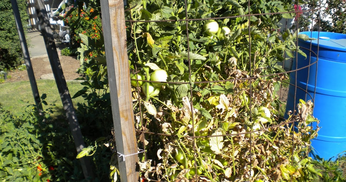 Tending The Veggies . . . Tomato Problems