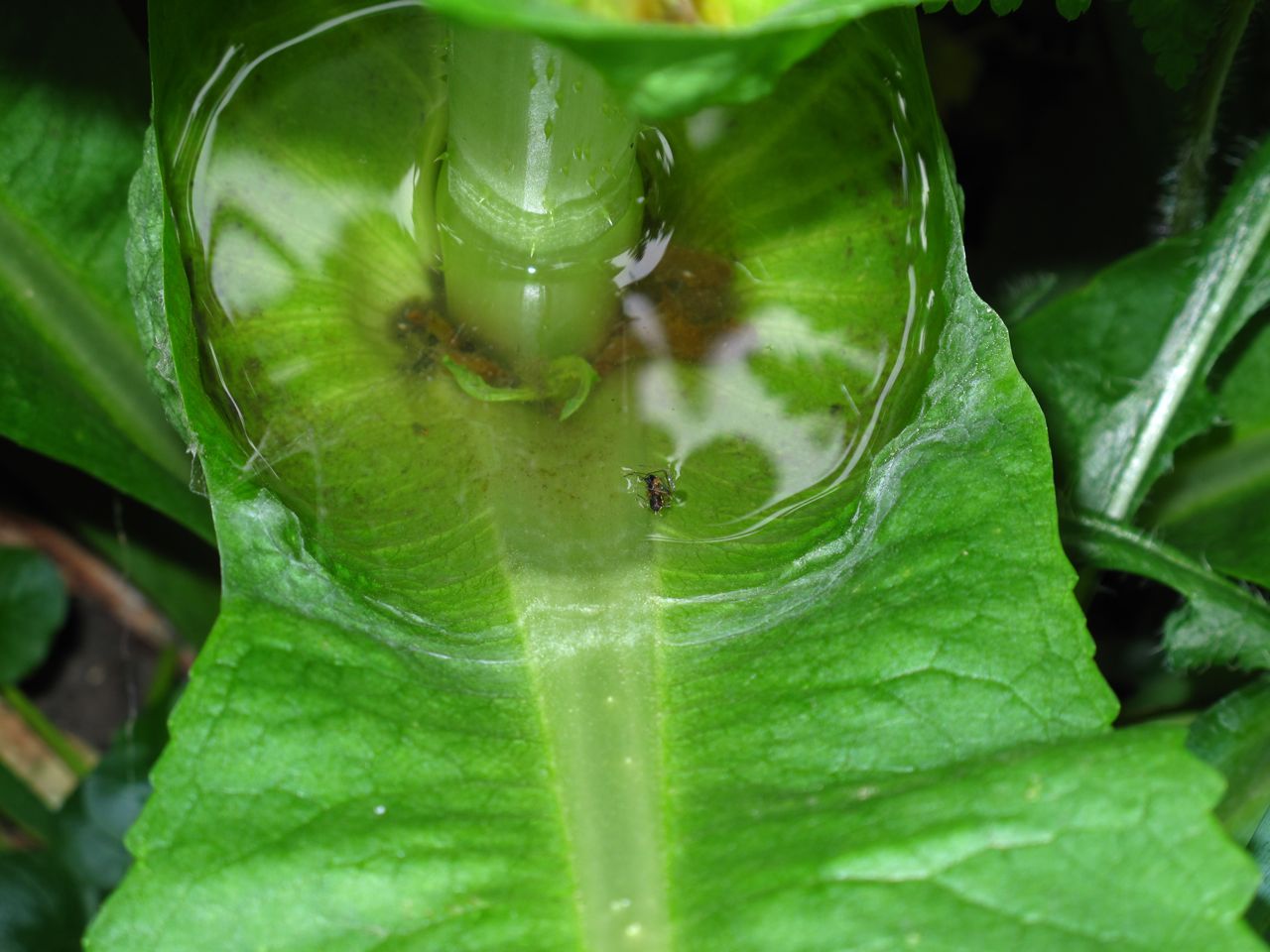 BugBlog A bug eating plant in the garden