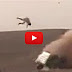 شاب سعودي يطير في الجو بعد انقلاب سيارته أثناء محاولة تفحيط ! شاهد الفيديو الخطير !