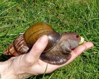 the giant tiger land snail