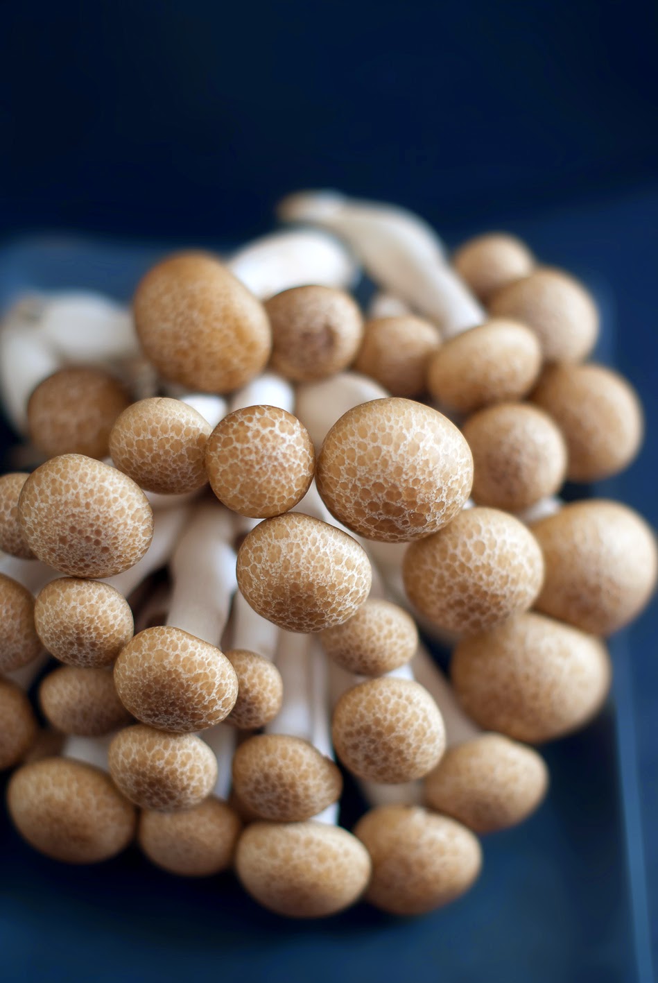 snapshotfood® SHIMEJI MUSHROOM