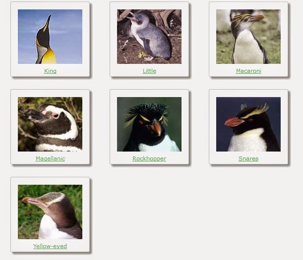 types of penguins types of penguins