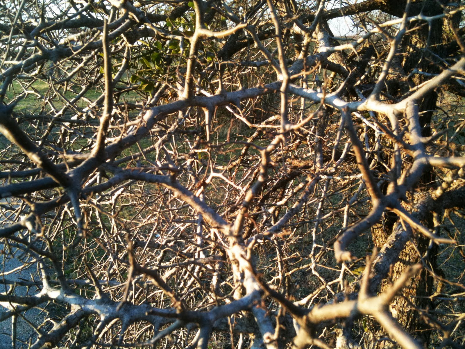 Kitchen Sink Golden Chick and the Briar Patch