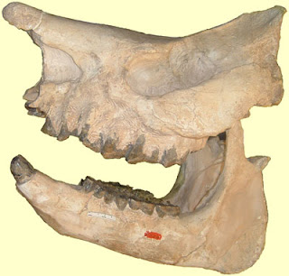 Aphelops skull